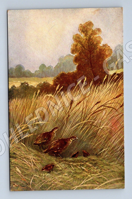 Pohlednice Umělecká malba ptactva v trávě (M26157)