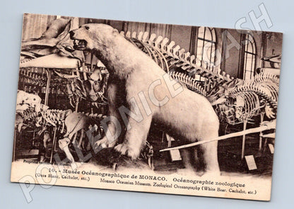 Pohlednice Monaco Oceánografické muzeum medvěd lední (M26158)
