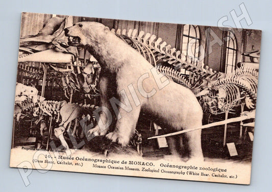 Pohlednice Monaco Oceánografické muzeum medvěd lední (M26158)