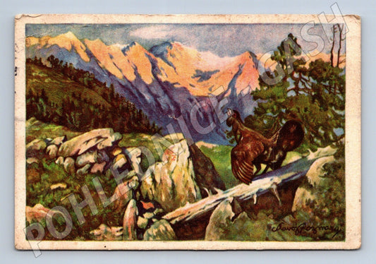 Pohlednice Tetřev hlušec hory Lovecký obzor (M26159)