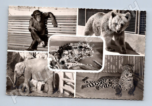 Pohlednice Monaco zvířata a pohled na město (M26160)