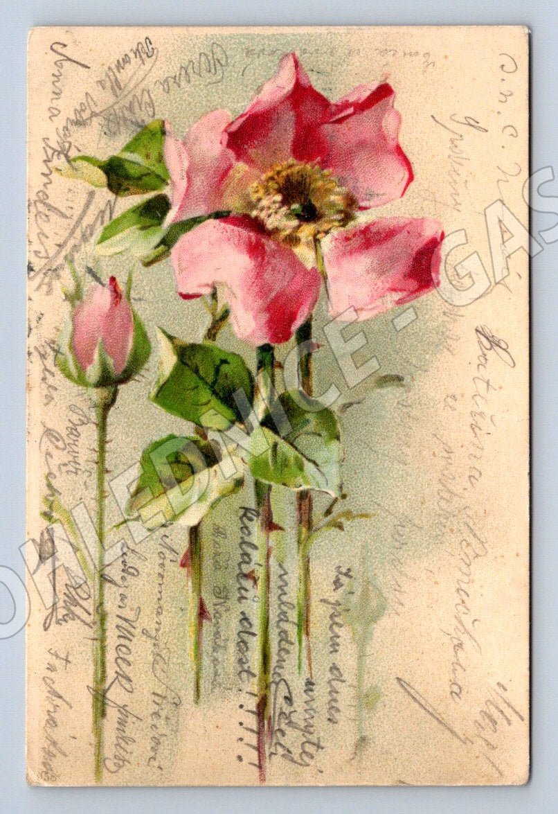 Postcard Rose Austria Ethnography (M2619)