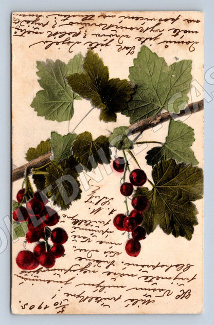 Postcard hand-painted currant 1905 (M2622)