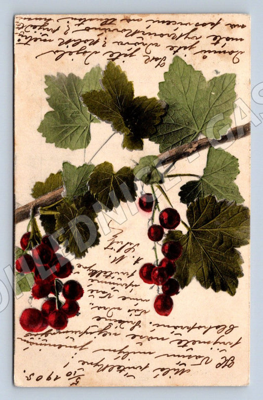 Postcard hand-painted currant 1905 (M2622)