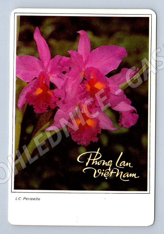 Pohlednice Vietnam orchideje Thong Lan 1989 (M26233)