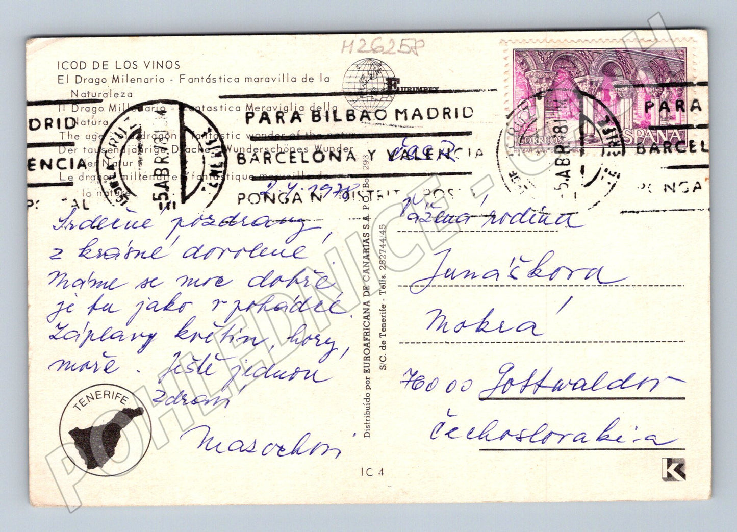Pohlednice Španělsko Icod de los Vinos strom Drago 1981 (M26258)