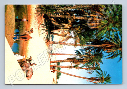 Pohlednice Tunisko Sahara palma velbloud 1998 (M26494)
