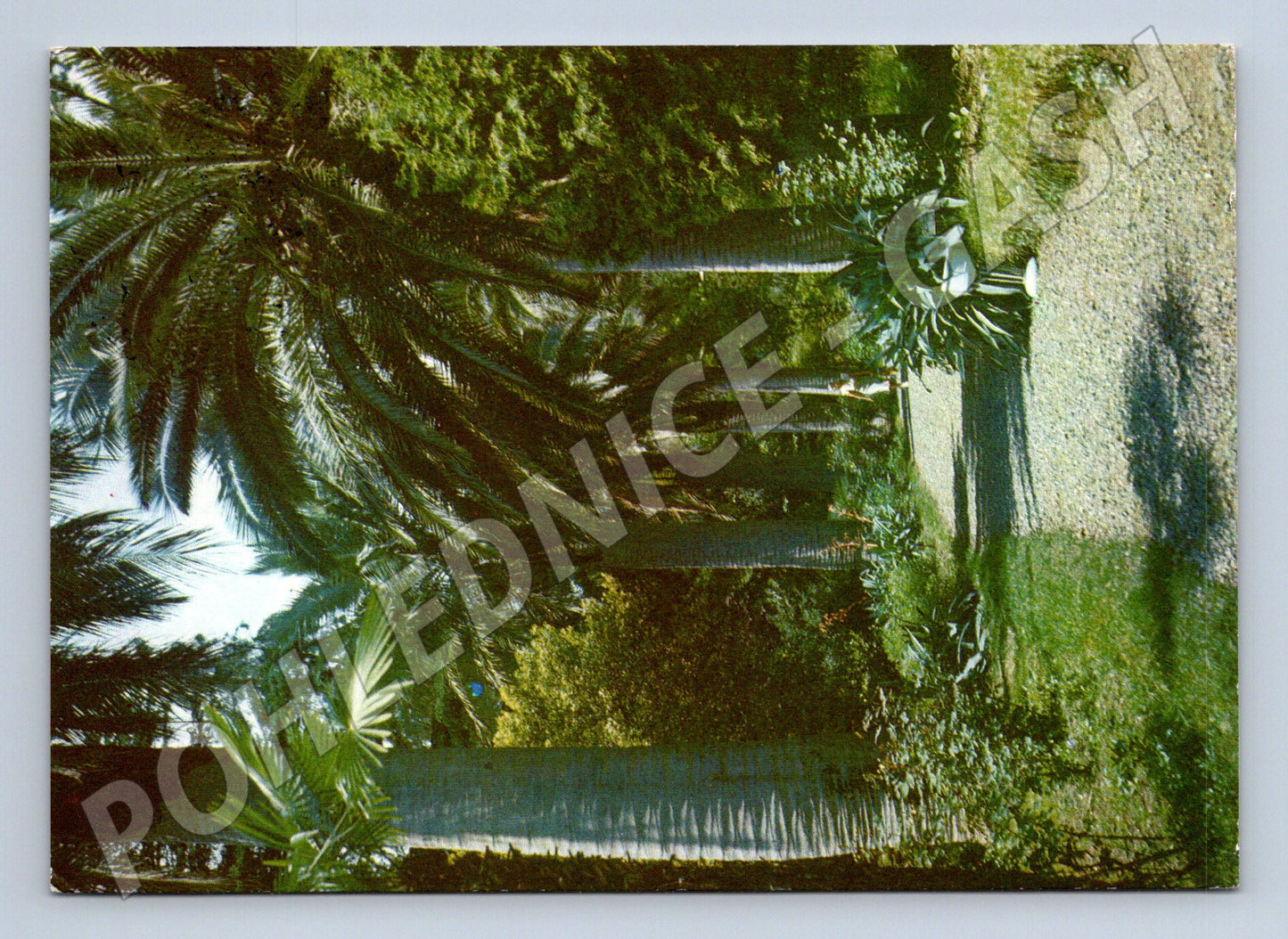 Pohlednice Rusko Suchumi Dendropark 1980 (M26504)