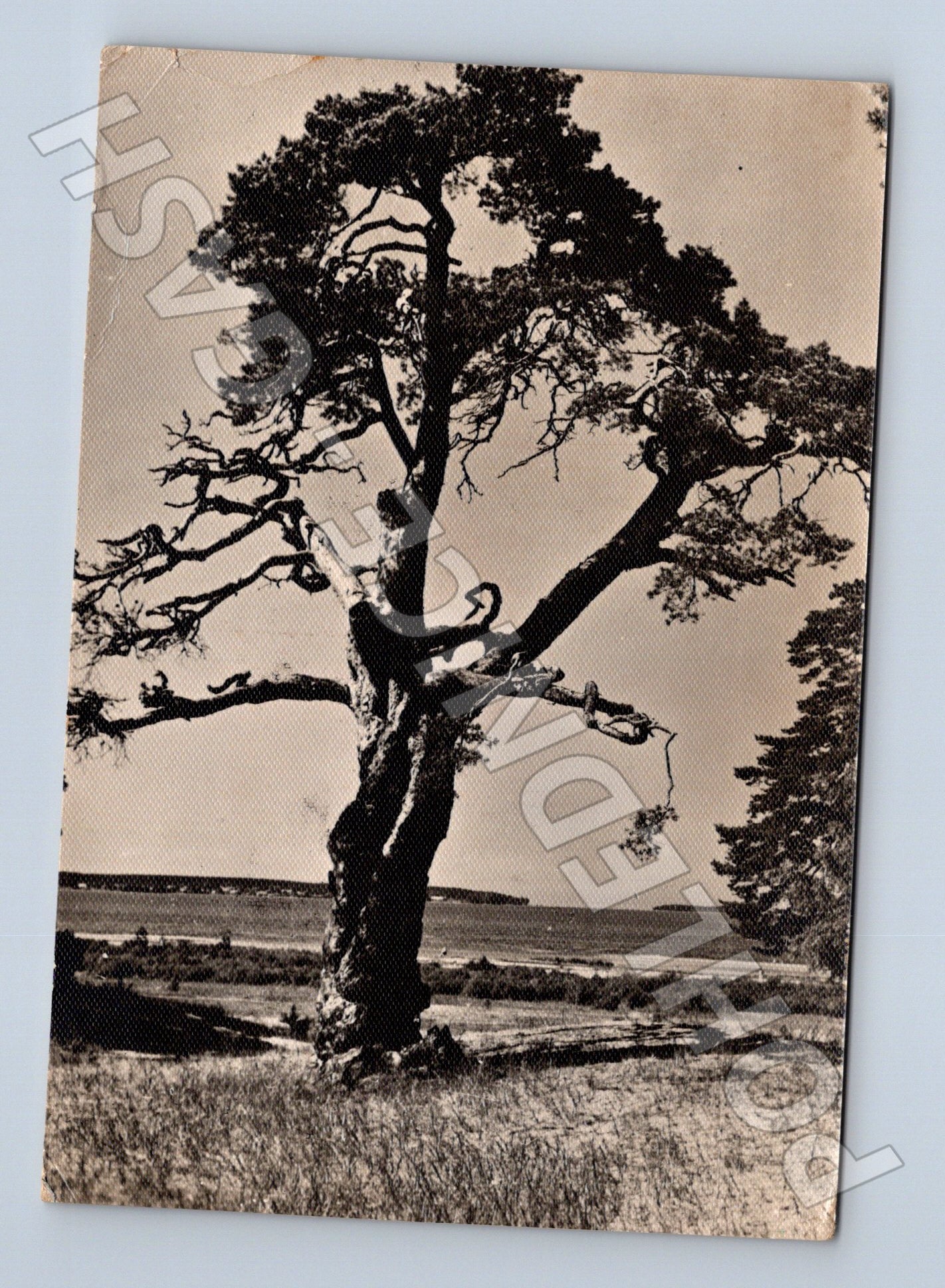 Pohlednice Estonsko Tallinn mohutný strom 1964 (M26541)