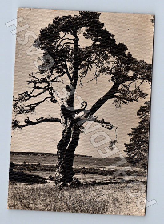 Pohlednice Estonsko Tallinn mohutný strom 1964 (M26541)