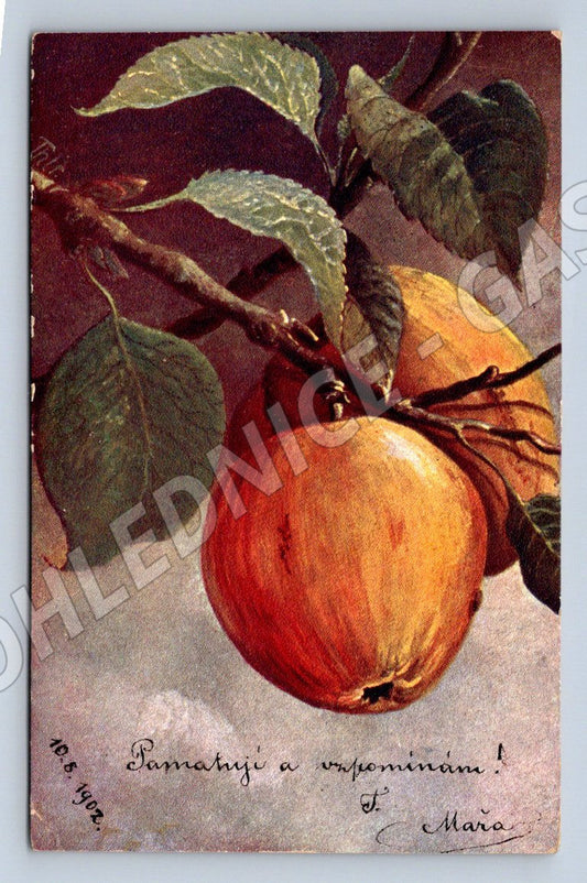 Postcard apple painting 1902 (M2663)