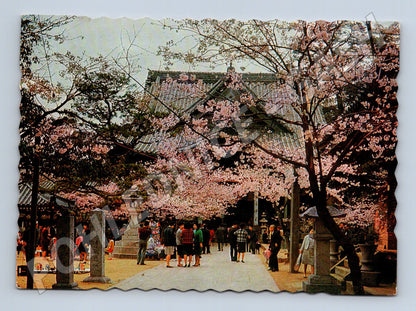 Pohlednice Japonsko Kimidera chrám třešně 1967 (M26661)