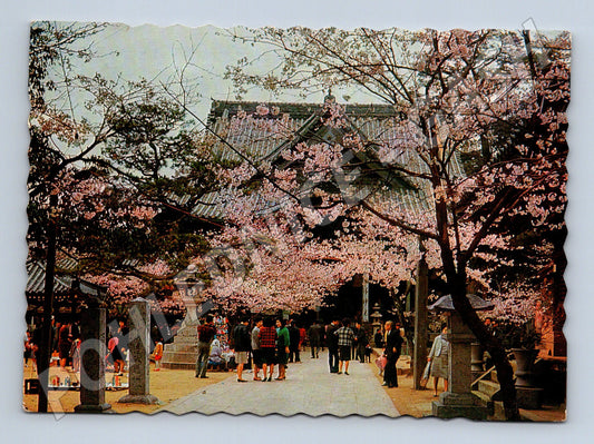 Pohlednice Japonsko Kimidera chrám třešně 1967 (M26661)