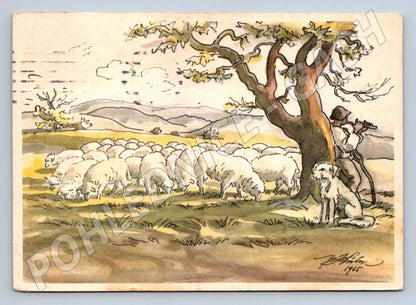 Postcard F. Hóla ​​shepherd and sheep 1965 (M2705)