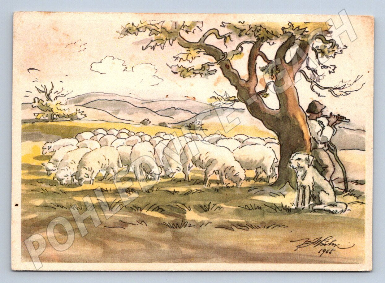 Postcard shepherd and flock 1968 (M2706)
