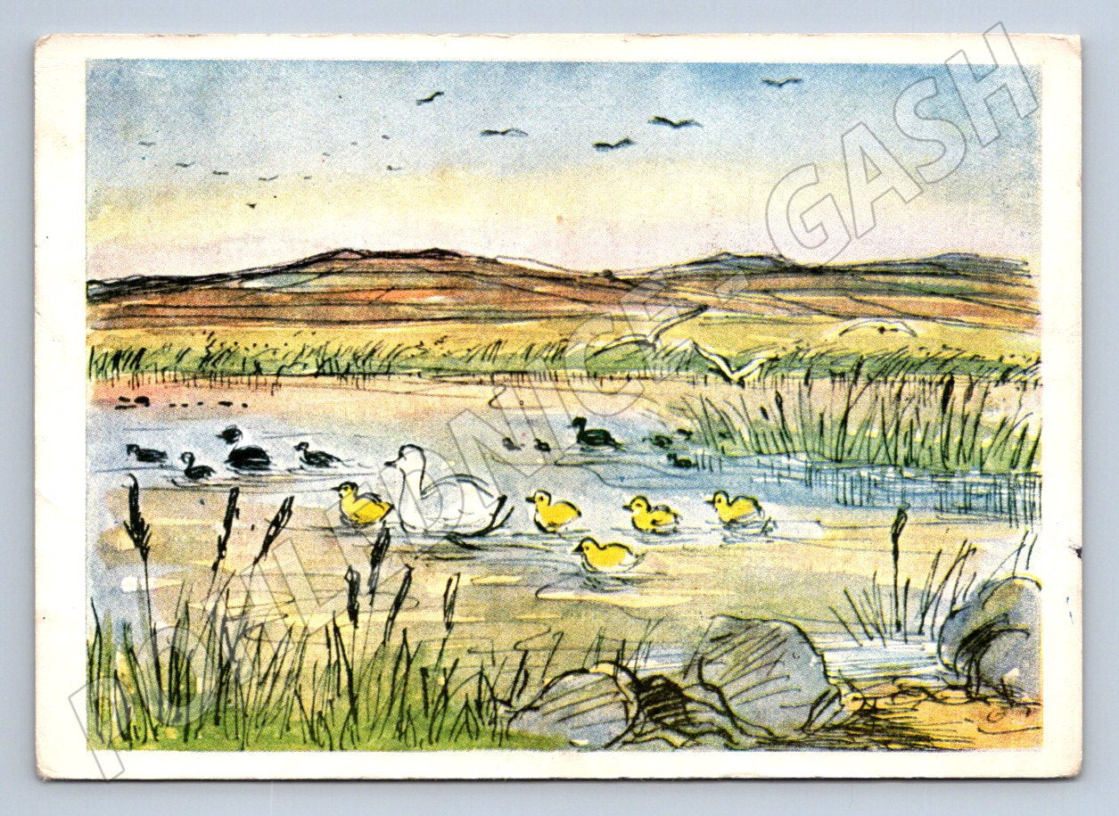 Postcard L. Kovaříková waterfowl (M2713)
