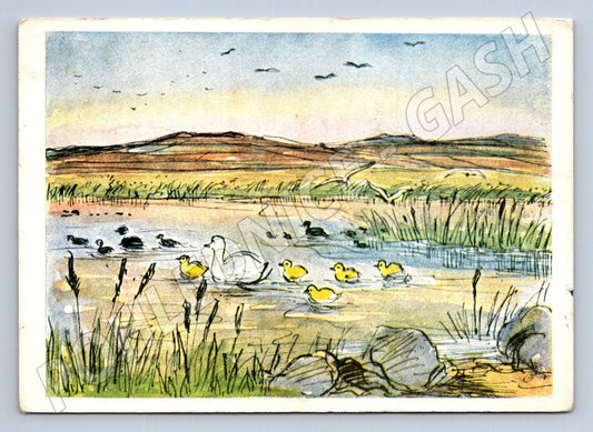 Postcard L. Kovaříková waterfowl (M2713)