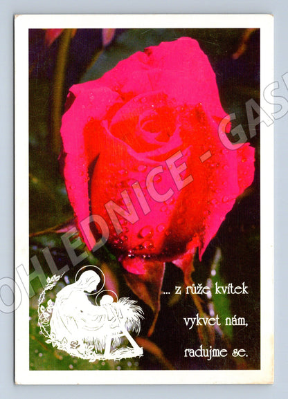 Pohlednice Vánoční s růží a kapkami rosy (M27201)