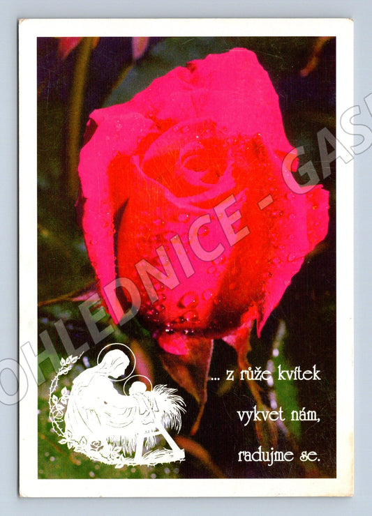 Pohlednice Vánoční s růží a kapkami rosy (M27201)