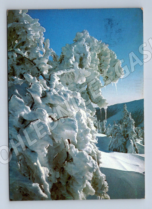 Pohlednice Zimní krajina zasněžené stromy 1973 (M27340)