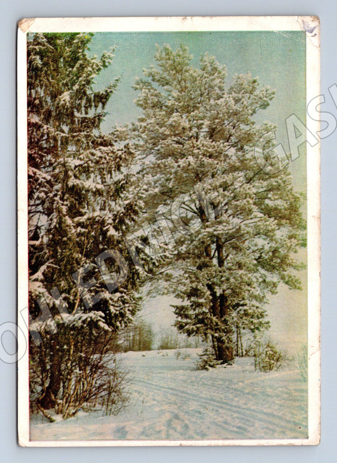 Pohlednice Rusko zasněžené stromy 1965 (M27348)