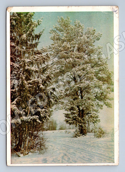 Pohlednice Rusko zasněžené stromy 1965 (M27348)