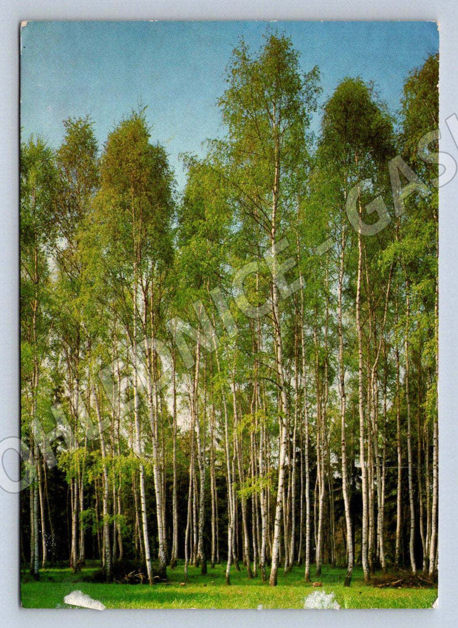 Pohlednice jarní březový les Velikonoce (M2735)