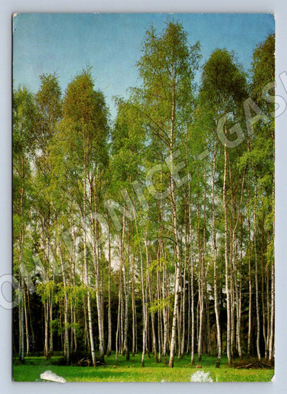 Pohlednice jarní březový les Velikonoce (M2735)