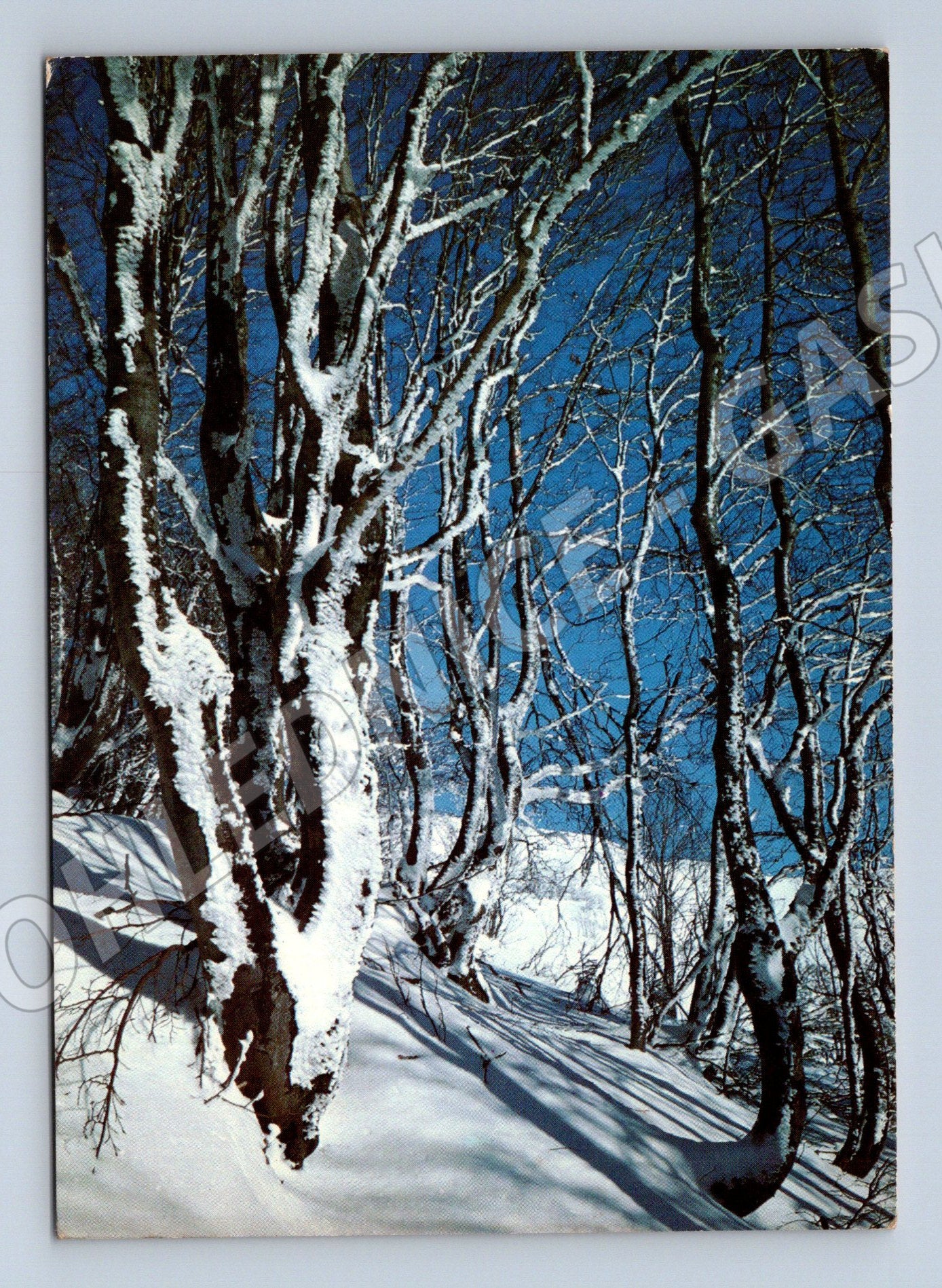 Pohlednice Slovensko Zimní motiv zasněžené větve (M27350)