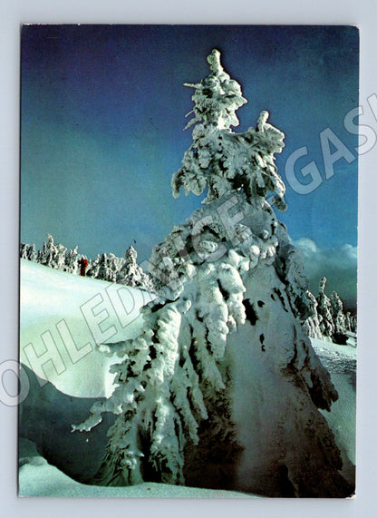 Pohlednice zimní zasněžená krajina 1981 (M27357)
