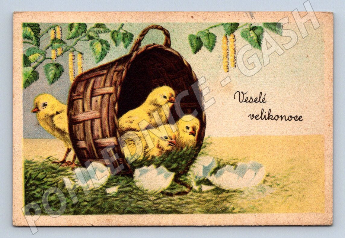 Postcard chick 1949 ethnography (M2748)