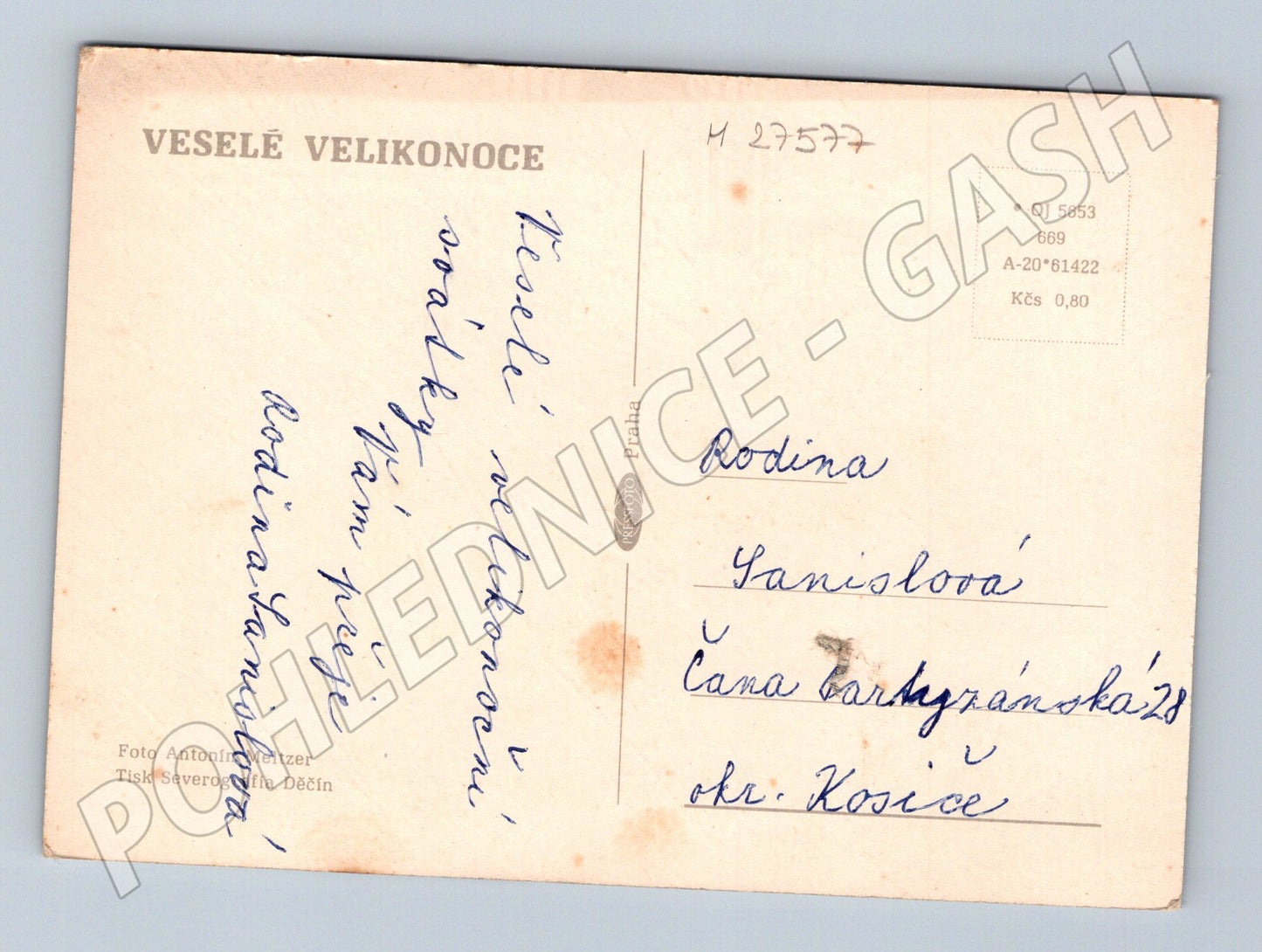 Pohlednice Velikonoce žluté narcisy (M27577)