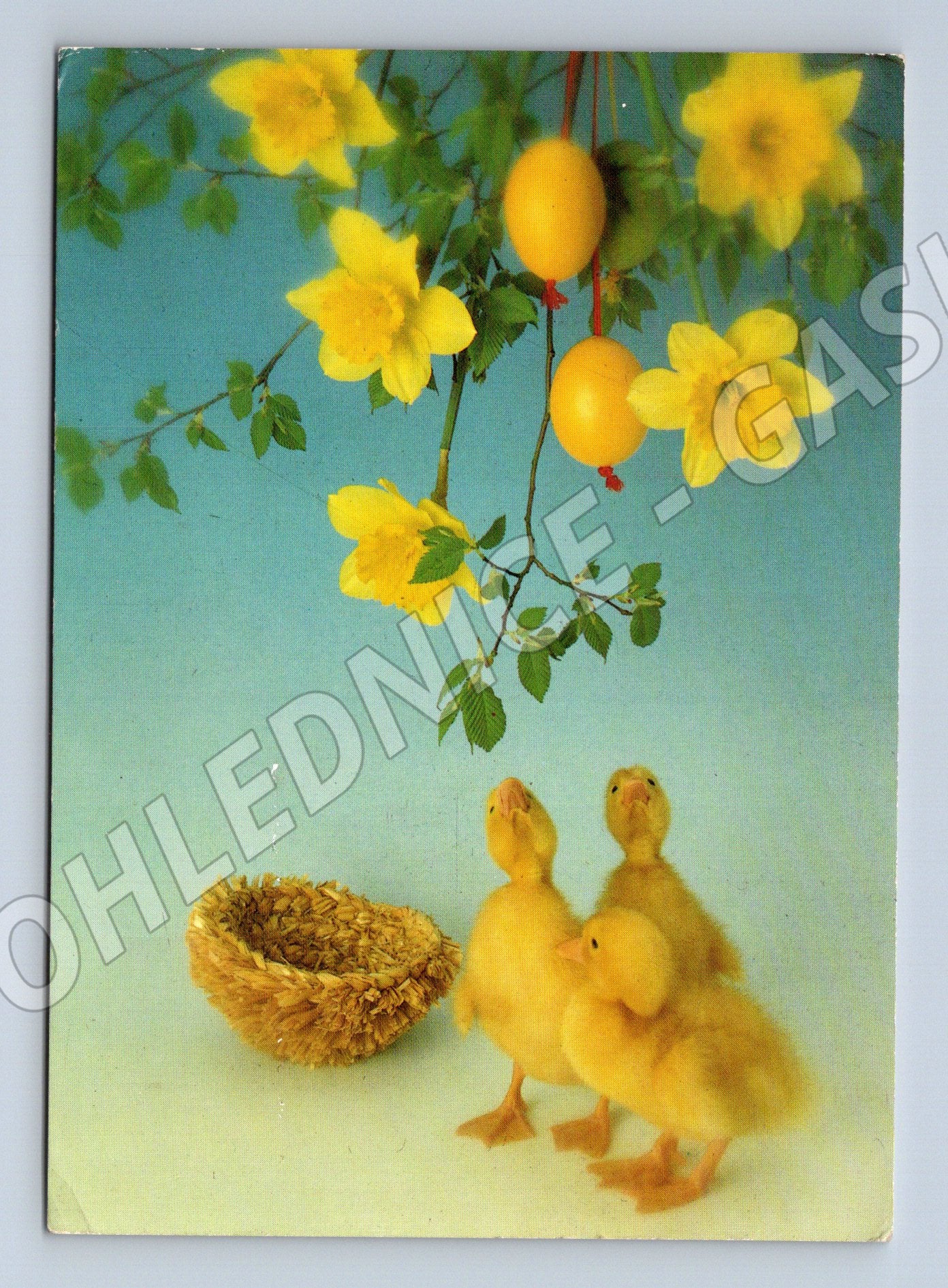 Pohlednice Velikonoční káčátka narcisy 1969 (M27625)