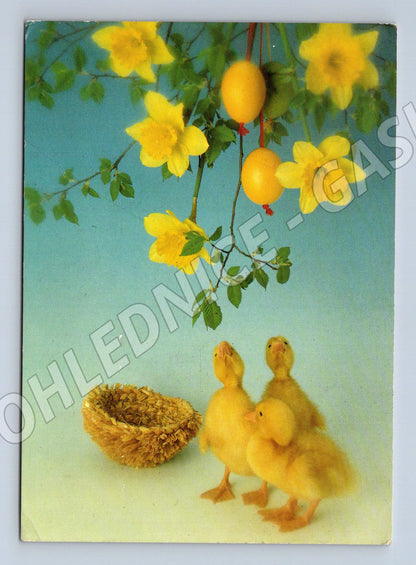 Pohlednice Velikonoční káčátka narcisy 1969 (M27625)