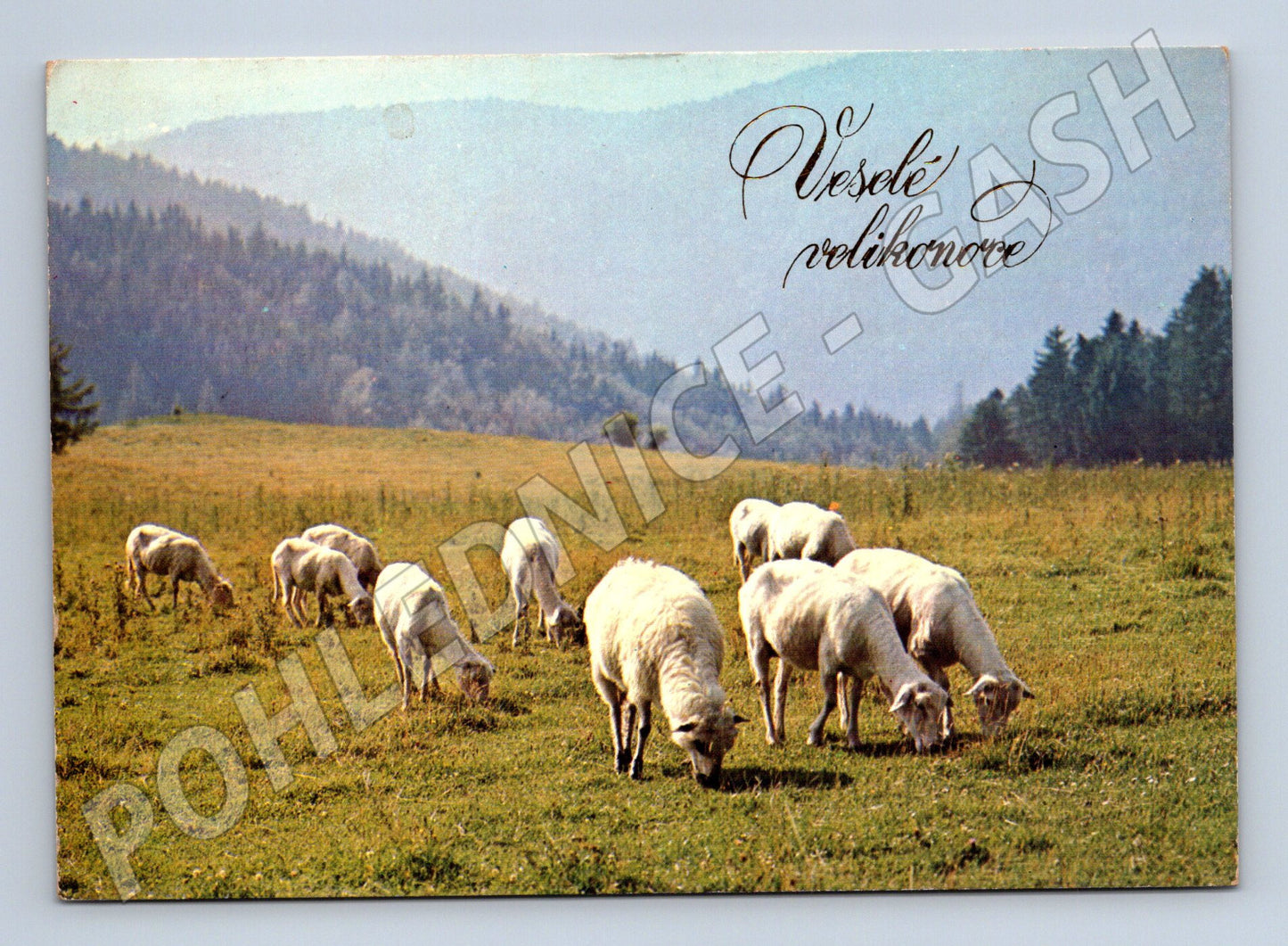 Pohlednice Velikonoční ovce v krajině 1969 (M27701)