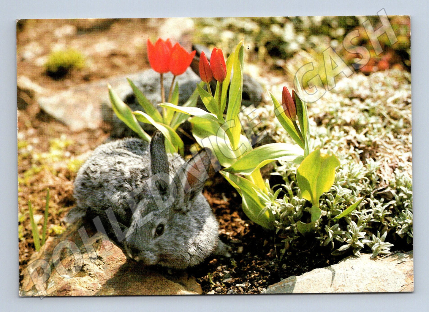 Pohlednice králík a tulipány 1989 (M27703)