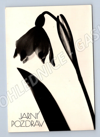 Pohlednice Jarní pozdrav květina Marie Šechtlová 1965 (M27707)
