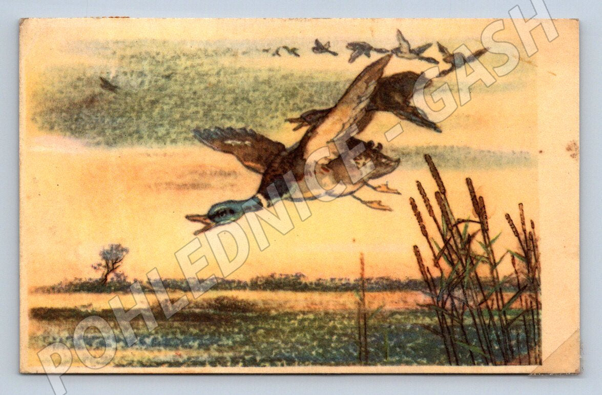 Postcard of a duck in flight Václav Matas 1953 (M2773)