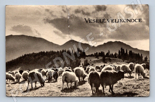 Postcard Sheep and Mountains Happy Easter (M2774)