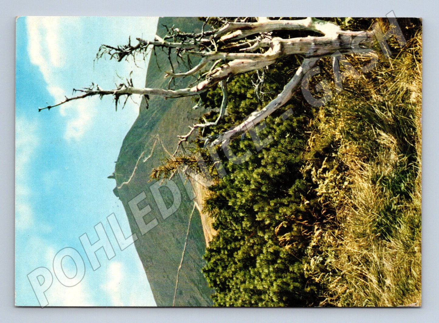 Pohlednice Krkonoše Sněžka uschlý strom 1972 (M27759)