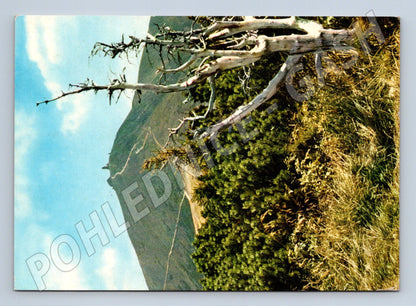 Pohlednice Krkonoše Sněžka uschlý strom 1972 (M27759)