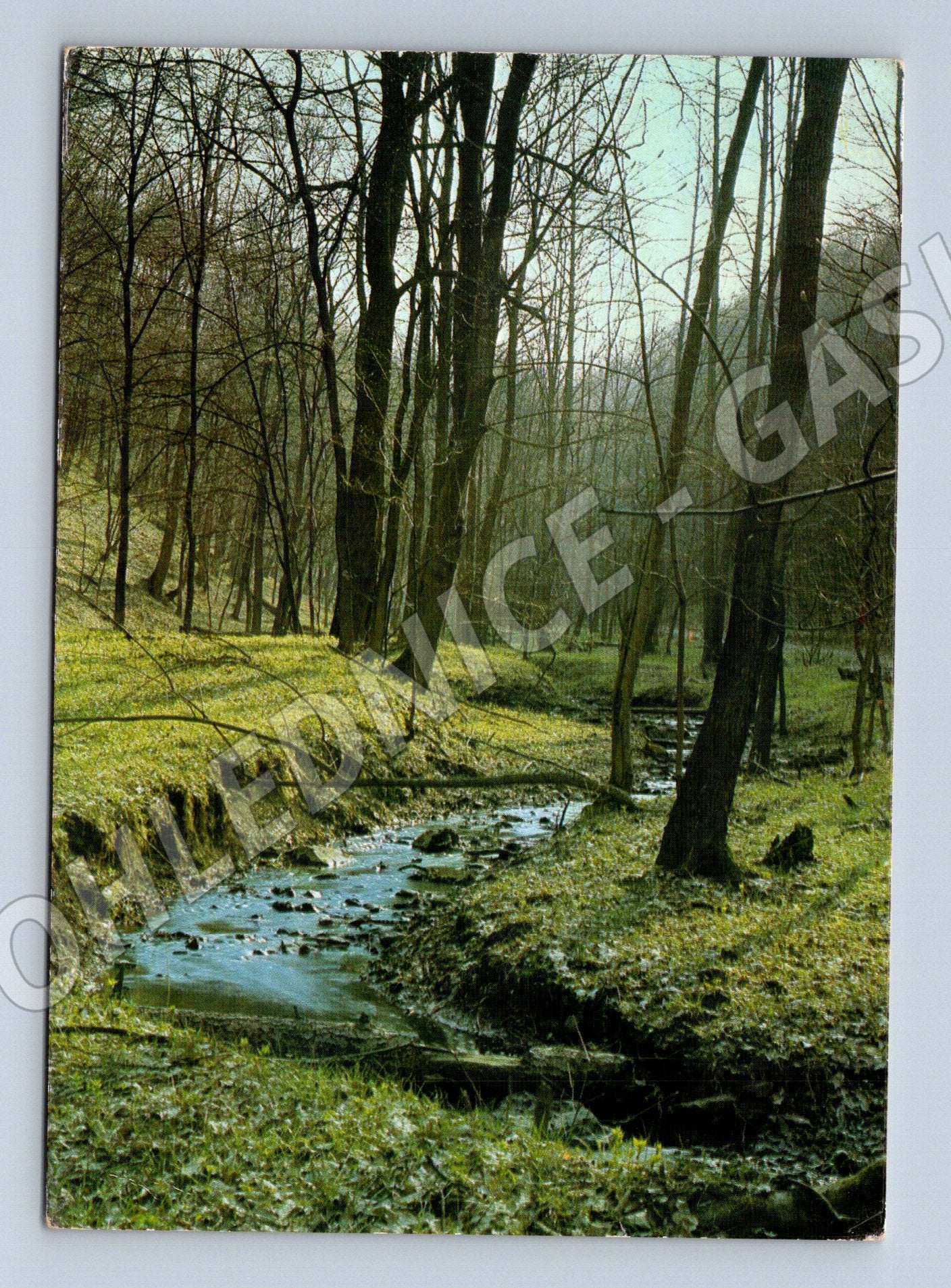 Pohlednice Lesní potok stromy 1984 (M27771)
