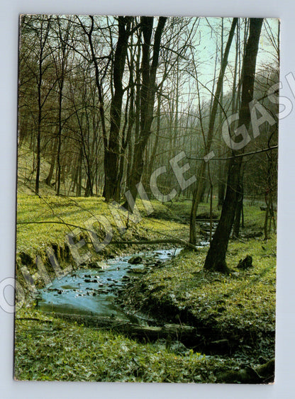 Pohlednice Lesní potok stromy 1984 (M27771)
