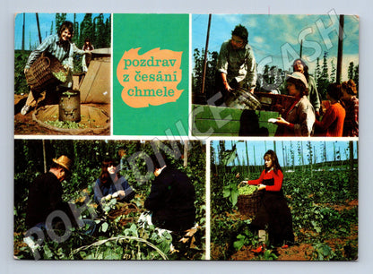 Pohlednice česání chmele 1976 (M27780)