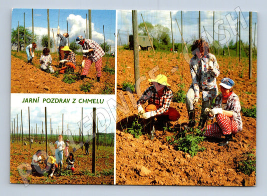 Pohlednice Jarní práce na chmelnici 1988 (M27889)