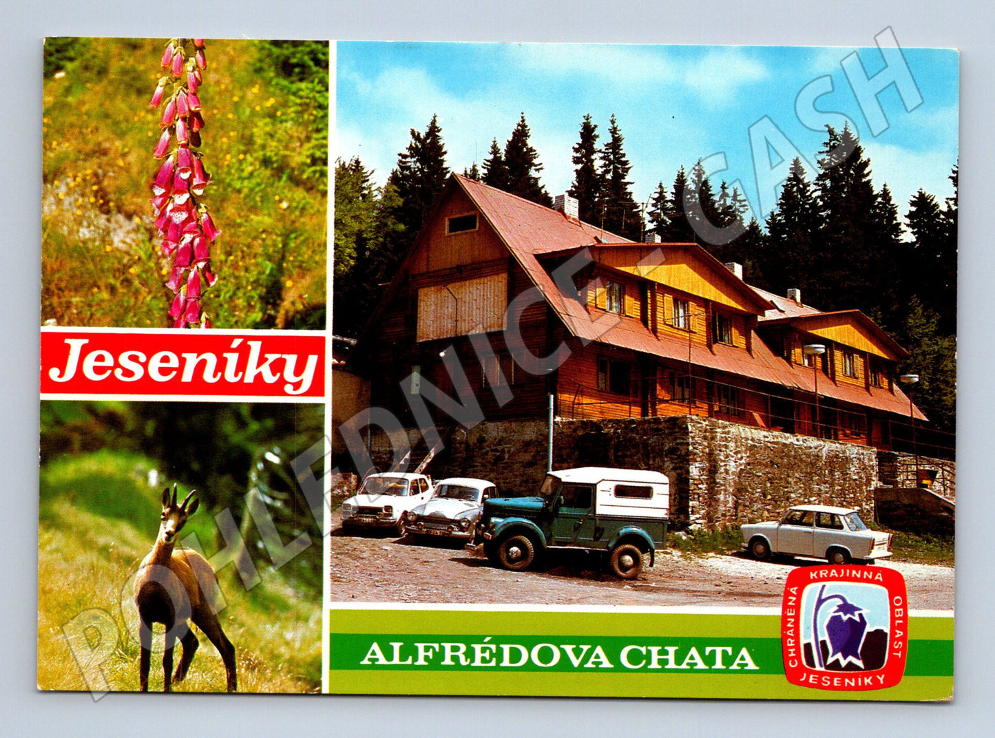 Pohlednice Jeseníky Alfrédova chata kamzík (M27983)