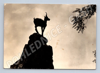 Pohlednice Karlovy Vary Kamzík pod Jelením skokem 1964 (M28163)
