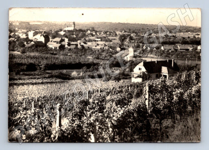 Pohlednice Velké Pavlovice obec vinohrady 1970s (M28175)