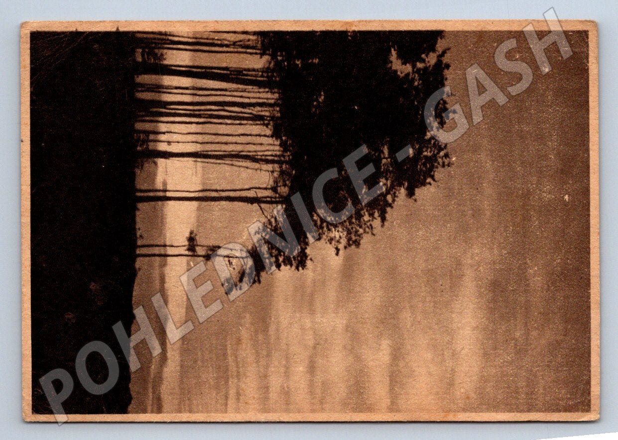 Postcard forest motif Czechoslovakia 1953 (M2827)