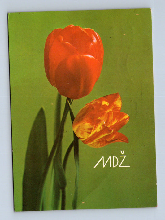 Pohlednice MDŽ tulipány 1968 (M28672)